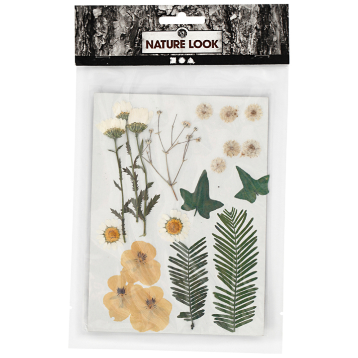 Gedroogde bloemen en bladeren Gebroken wit in de groep Creëren & Hobby / Techniken / Scrapbooking bij Voorcrea (130765)