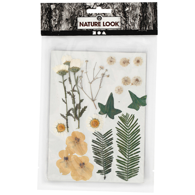 Gedroogde bloemen en bladeren Gebroken wit
