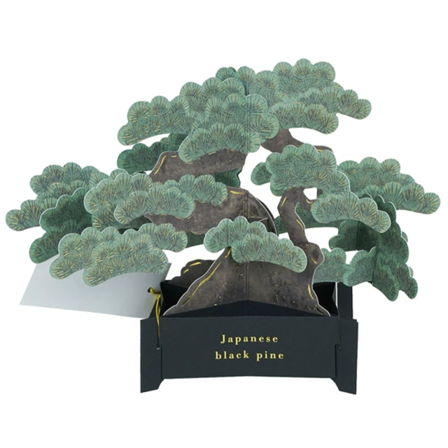 Bonsai pop-up kaart (Japanese black pine)