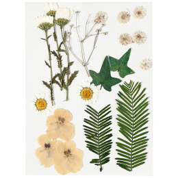 Gedroogde bloemen en bladeren Gebroken wit in de groep Creëren & Hobby / Creëren / Scrapbooking bij Voorcrea (130765)