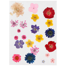 Gedroogde bloemen en bladeren Gemengde kleuren in de groep Creëren & Hobby / Creëren / Scrapbooking bij Voorcrea (130767)