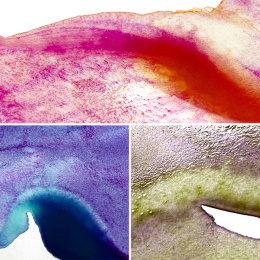 Gansai Tambi Aquarel 5-set Granulating Colors 2 in de groep Kunstenaarsmateriaal / Kunstenaarsverf / Aquarelverf / Aquarelverf in napje bij Voorcrea (135537)