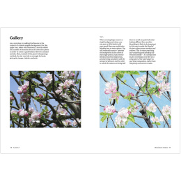 How to Draw a Tree: from the Fruit to the Forest in de groep Creëren & Hobby / Boeken / Instructieboeken bij Voorcrea (136291)