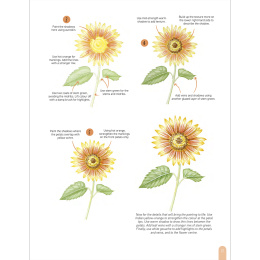 Paint 50: Watercolour Flowers in de groep Creëren & Hobby / Boeken / Instructieboeken bij Voorcrea (136318)