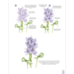 Paint 50: Watercolour Flowers in de groep Creëren & Hobby / Boeken / Instructieboeken bij Voorcrea (136318)