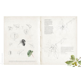 Sketching Nature in de groep Creëren & Hobby / Boeken / Instructieboeken bij Voorcrea (137184)