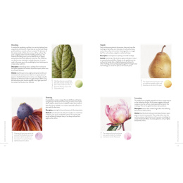 Sketching Nature in de groep Creëren & Hobby / Boeken / Instructieboeken bij Voorcrea (137184)