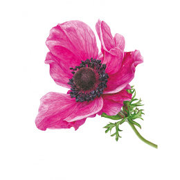 Anna Mason's Watercolour World in de groep Creëren & Hobby / Boeken / Inspiratieboeken bij Voorcrea (137202)