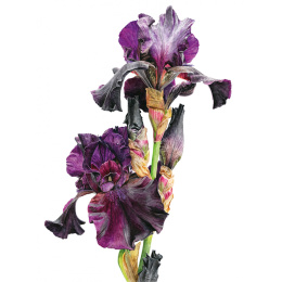 Anna Mason's Watercolour World in de groep Creëren & Hobby / Boeken / Inspiratieboeken bij Voorcrea (137202)