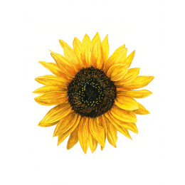 Anna Mason's Watercolour World in de groep Creëren & Hobby / Boeken / Inspiratieboeken bij Voorcrea (137202)