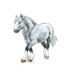 Draw 30: Animals in de groep Creëren & Hobby / Boeken / Instructieboeken bij Voorcrea (137210)