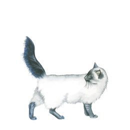 Draw 30: Animals in de groep Creëren & Hobby / Boeken / Instructieboeken bij Voorcrea (137210)