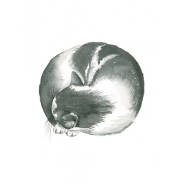 Draw 30: Cats in de groep Creëren & Hobby / Boeken / Instructieboeken bij Voorcrea (137211)