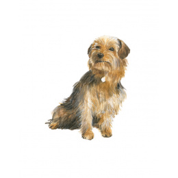 Draw 30: Dogs in de groep Creëren & Hobby / Boeken / Instructieboeken bij Voorcrea (137213)