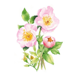 Draw 30: Flowers in de groep Creëren & Hobby / Boeken / Instructieboeken bij Voorcrea (137215)