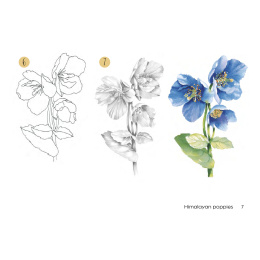 Draw 30: Flowers in de groep Creëren & Hobby / Boeken / Instructieboeken bij Voorcrea (137215)