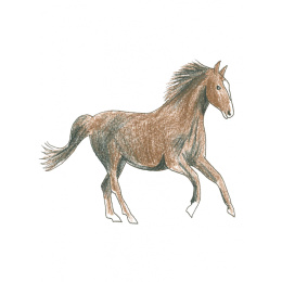 Draw in 10 Minutes: Animals in de groep Creëren & Hobby / Boeken / Instructieboeken bij Voorcrea (137218)