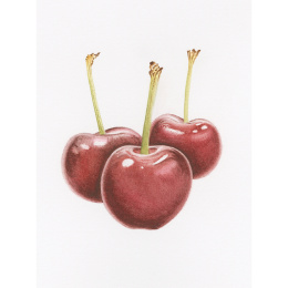 Draw in 10 Minutes: Botanicals in de groep Creëren & Hobby / Boeken / Instructieboeken bij Voorcrea (137219)