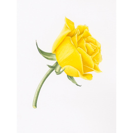 Draw in 10 Minutes: Botanicals in de groep Creëren & Hobby / Boeken / Instructieboeken bij Voorcrea (137219)