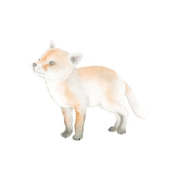 How to Draw: Baby Animals in de groep Creëren & Hobby / Boeken / Instructieboeken bij Voorcrea (137223)