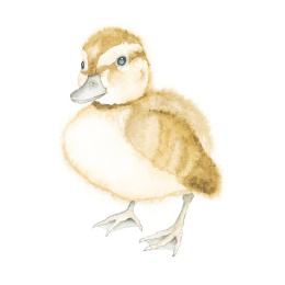 How to Draw: Baby Animals in de groep Creëren & Hobby / Boeken / Instructieboeken bij Voorcrea (137223)