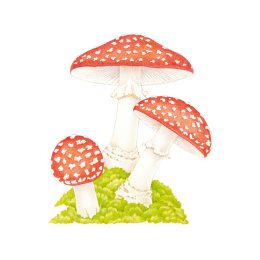 How to Draw: Nature in de groep Creëren & Hobby / Boeken / Instructieboeken bij Voorcrea (137224)
