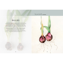 The Colour Mixing Guide: Watercolour Botanicals in de groep Creëren & Hobby / Boeken / Inspiratieboeken bij Voorcrea (137234)