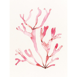 The Colour Mixing Guide: Watercolour Seashore in de groep Creëren & Hobby / Boeken / Inspiratieboeken bij Voorcrea (137235)