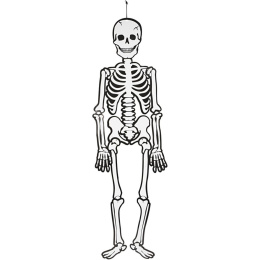 Skelet glow-in-the-dark 120 cm in de groep Kids / Feestdagen / seizoen voor kinderen / Kinder Halloween bij Voorcrea (138370)